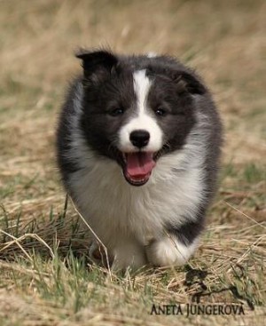 Dixi - 8 týdnů / weeks