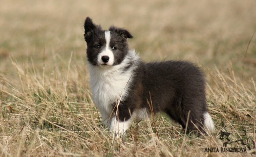 Dixi - 8 týdnů / weeks