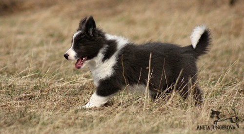 Dixi - 8 týdnů / weeks