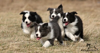 Vrh A / Litter A - 8 týdnů / weeks