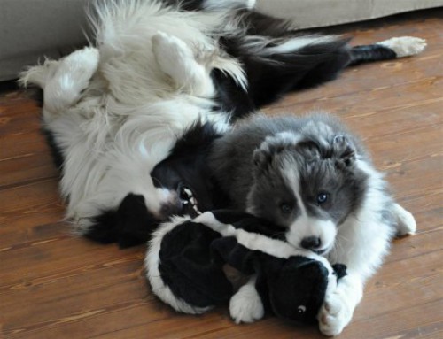 Barney & Monty & "skunk" :-))