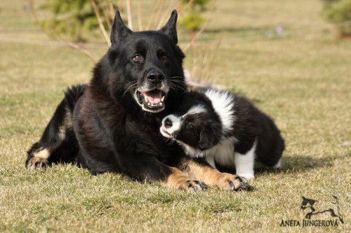 Nero & Aiko Tulip Poneka - 03/2011