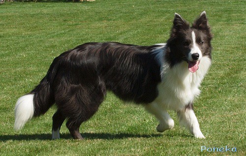 Dixi - 8 měsíců / months