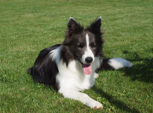 kliknutím na obrázek vstoupíte do galerie DIXI