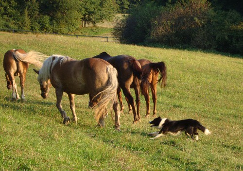 kliknutím na obrázek vstoupíte do galerie Aika