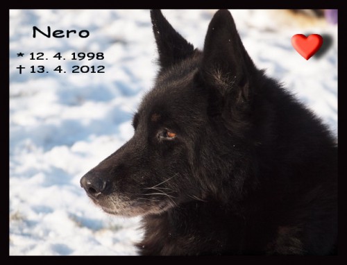 Nero - 14 let / years
