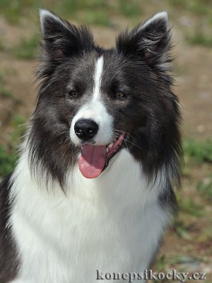 Dixi - 15 měsíců / months