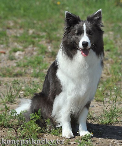 Dixi - 15 měsíců / months