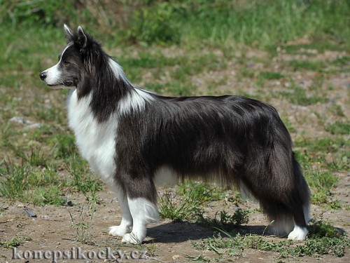 Dixi - 15 měsíců / months