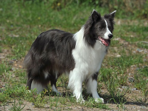 Dixi - 15 měsíců / months