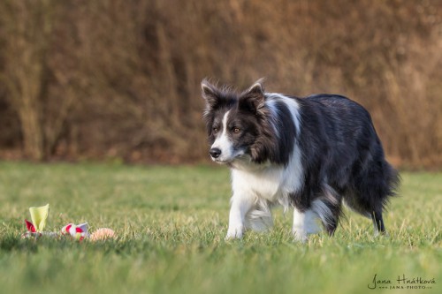 Dixi - 5 let / years