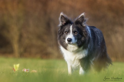 Dixi - 5 let / years