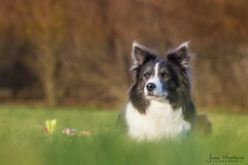 Dixi - 5 let / years